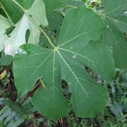 Parasol chinois, Sterculier à feuilles de platane / Firmiana simplex